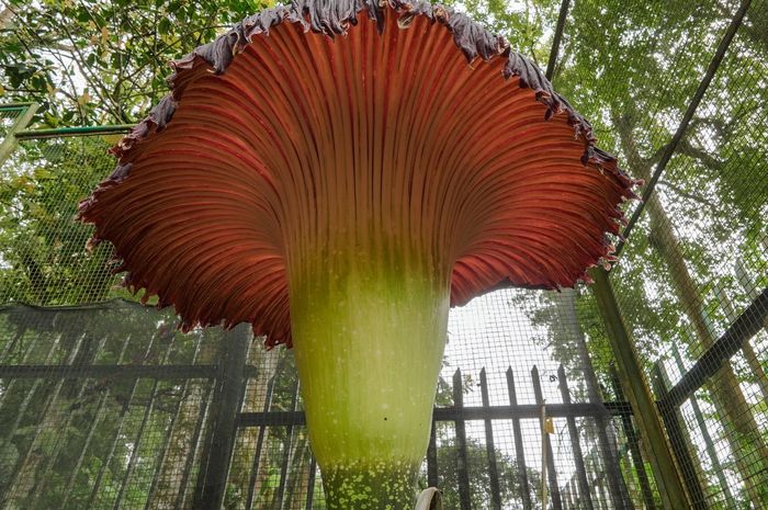 Mekarnya ‘Amorphophallus titanum’, Merayakan 172 Tahun Kebun Raya Cibodas